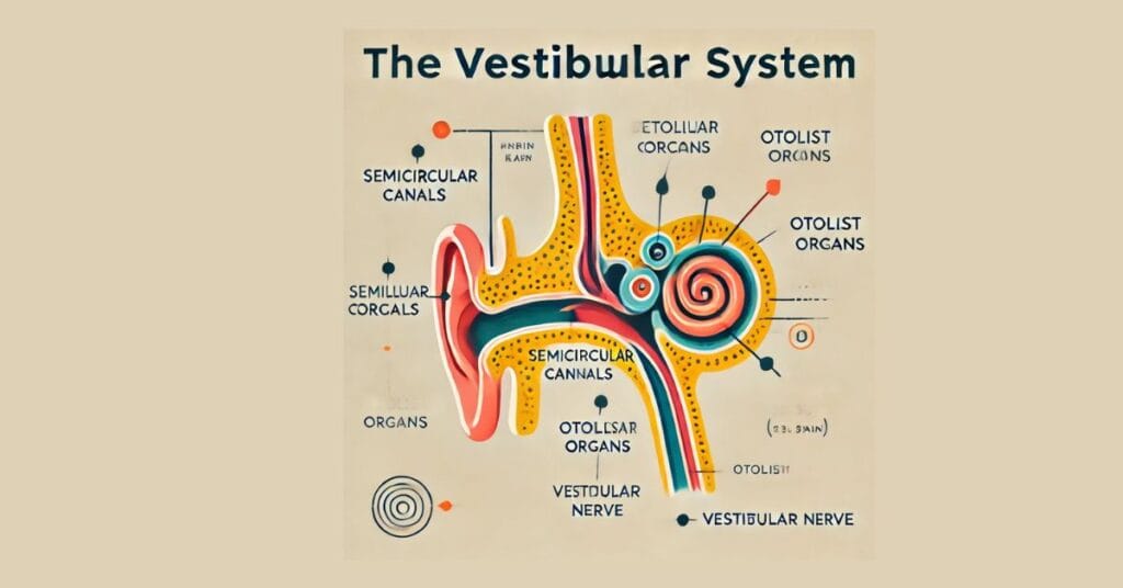 Vestibular System in Motion 2025